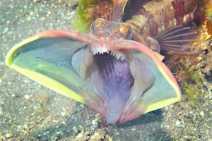 Море щучі собака - фото незвичайного рибсько-агресора Море щучі собака - фото незвичайного рибсько-агресора